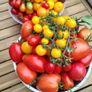 Tomato Plants, 2euro each Image 3