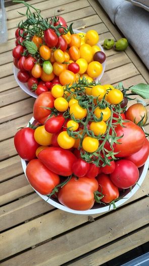 Tomato Plants, 2euro each