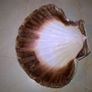 Sea Shells Image 6