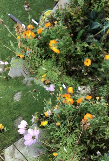 Euro3 for 250+ assorted Marigold seeds