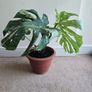 Monstera Thai Constellation - rare plant Image 2