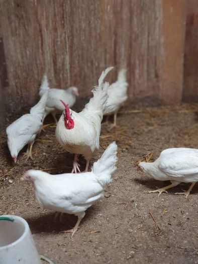 Hens, point of lay pullets