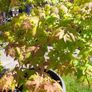 Maple Tree Image 5