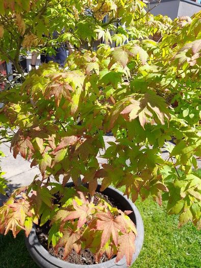 Maple Tree