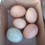 Duck hatching eggs Image 4
