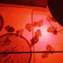 hatching quail eggs Image 6