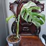 No.70 Monstera Albo Image 9