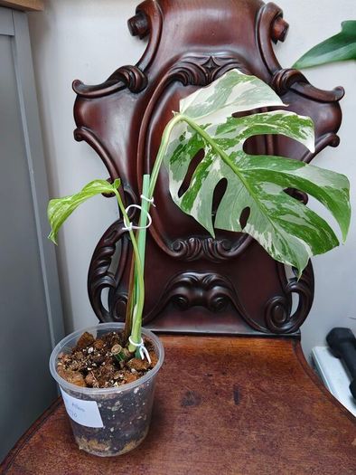 No.70 Monstera Albo