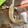 Peerage Brass Lizard Post War 1950s 25 cm Image 10