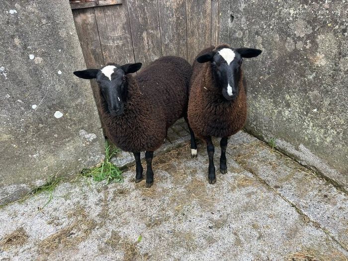 Ewe lambs