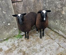 Ewe lambs