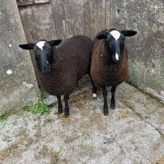 Ewe lambs