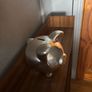 Silver-tone Finish Metal Piggy Bank Image 2