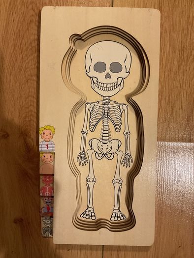 The human body wooden puzzle