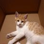 Kitten adoption Image 2