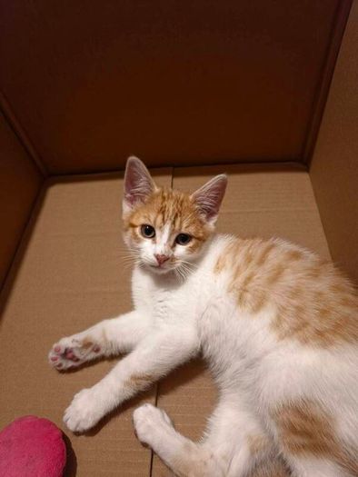Kitten adoption