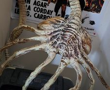 Life size 1/1 scale Alien face hugger
