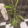 Corn plant Image 2