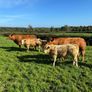 Weaning Bulls & Heifers Mohill Mart Oct 7th & 14th Image 6