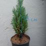 Chamaecyparis lawsoniana 'Columnaris' Image 3