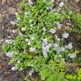 Creeping blue blossomShrub, EvergreenFamily: Rhamnaceae plant Image 3