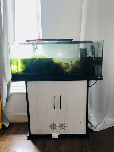 fish tank aquarium