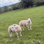 PB Texel Ram Lambs Image 3