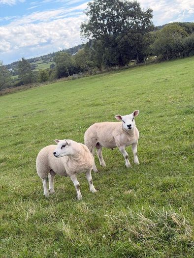 PB Texel Ram Lambs