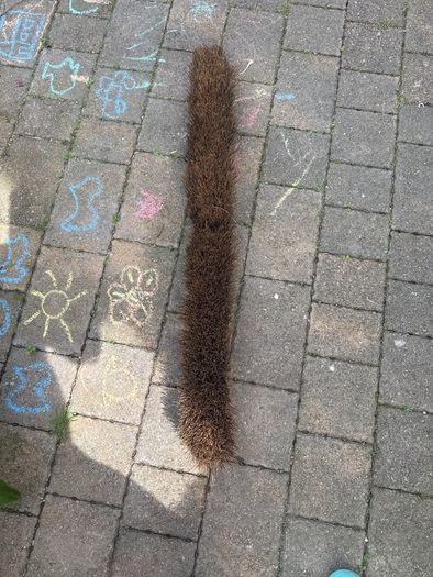 broom