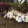 manure Image 2