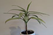 Indoor plant