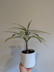 Indoor plant