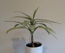 Indoor plant