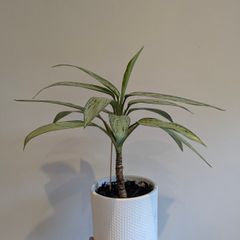 Indoor plant