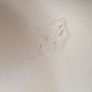 Beechwood Chest of Drawers Image 8