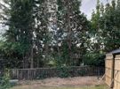 Gardening & Tree Service Image 6