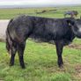 Show/breeding heifer Image 2