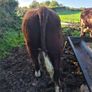 Hereford bulls Image 4