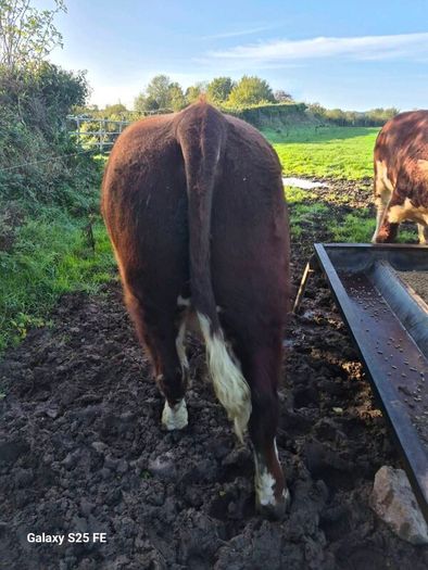 Hereford bulls