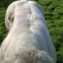 Weaning Bulls & Heifers Mohill Mart Oct 7th & 14th Image 8