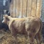 Super charlois bull runner Image 2
