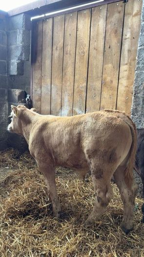 Super charlois bull runner