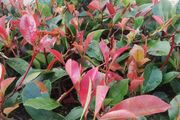 Red Robin Hedging