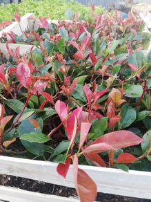 Red Robin Hedging