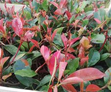 Red Robin Hedging