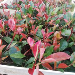 Red Robin Hedging