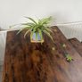 Large spider plant with runners house plant Image 3