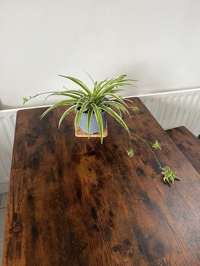 Large spider plant with runners house plant