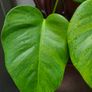 No.4 Monstera Green On Green Leaf Cutting Image 2