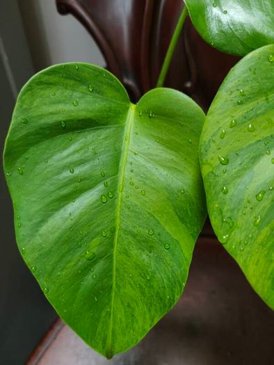 No.4 Monstera Green On Green Leaf Cutting